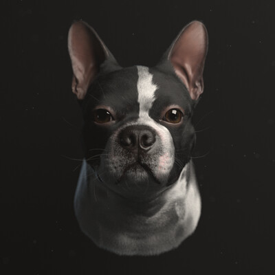 Boston Terrier